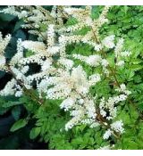 Aruncus aethusifolius - udatník