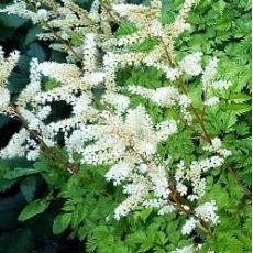 Aruncus aethusifolius - udatník