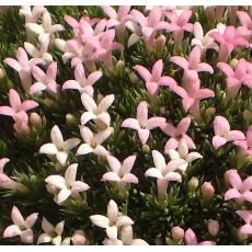 Asperula gossunii - marinka