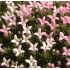 Asperula gusonii- marinka
