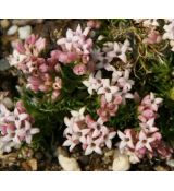 Asperula nitida - marinka lesklá