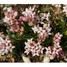 Asperula nitida - marinka lesklá