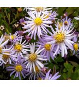 Aster ageratoides var. adustus 'Nanus' - astra 'Nanus'