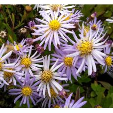 Aster ageratoides var. adustus 'Nanus' - astra 'Nanus'
