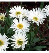 Aster alpinus 'Albus' - astra alpínska  'Albus'