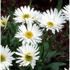 Aster alpinus 'Albus' - astra alpínska  'Albus'