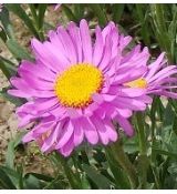 Aster alpinus 'Happy End' - astra alpínska 'Happy End'