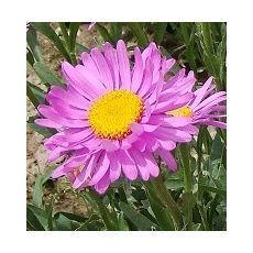 Aster alpinus 'Happy End' - astra alpínska 'Happy End'