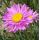 Aster alpinus 'Happy End' - astra alpínska 'Happy End'