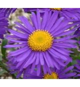 Aster alpinus 'Violet' - astra alpínska  'Violet'