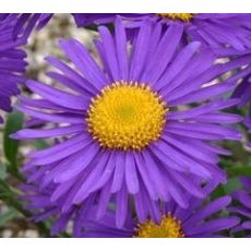 Aster alpinus 'Violet' - astra alpínska  'Violet'