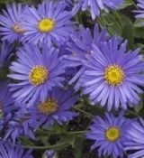 Aster amellus 'Rudolf Goethe' - astra kopcová 'Rudolf Goethe'