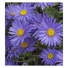 Aster amellus 'Rudolf Goethe' - astra kopcová 'Rudolf Goethe'