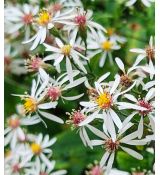 Aster divaricatus 'Eastern Star' - astra rázsochatá 'Eastern Star'