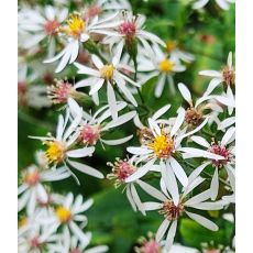 Aster divaricatus 'Eastern Star' - astra rázsochatá 'Eastern Star'