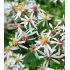 Aster divaricatus 'Eastern Star' - astra rázsochatá 'Eastern Star'