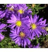 Aster dumosus 'Augenweide' - astra krovinatá  'Augenweide'