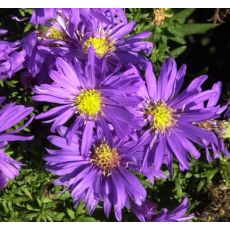 Aster dumosus 'Augenweide' - astra krovinatá  'Augenweide'