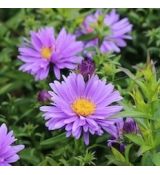 Aster dumosus 'Early Blue' - astra krovinatá 'Early Blue'