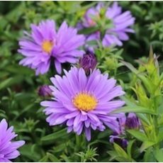Aster dumosus 'Early Blue' - astra krovinatá 'Early Blue'