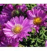 Aster dumosus 'Heinz Richard' - astra krovinatá 'Heinz Richard'