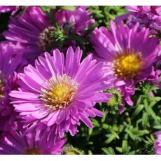 Aster dumosus 'Heinz Richard' - astra krovinatá 'Heinz Richard'