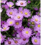 Aster dumosus 'Herbstgruss vom Bresserhof'  - astra krovinatá 'Herbstgruss vom Bresserhof'