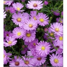 Aster dumosus 'Herbstgruss vom Bresserhof'  - astra krovinatá 'Herbstgruss vom Bresserhof'