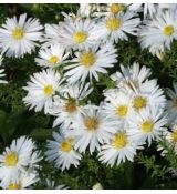 Aster dumosus 'Niobe' - astra krovinatá 'Niobe'