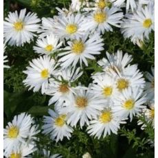 Aster dumosus 'Niobe' - astra krovinatá 'Niobe'