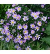 Aster dumosus 'Paleček' - astra krovinatá 'Paleček'