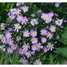 Aster dumosus 'Paleček' - astra krovinatá 'Paleček'