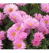 Aster dumosus 'Rosenwichtel' - astra krovinatá 'Rosenwichtel'