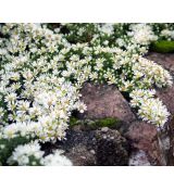 Aster ericoides 'Snow Flurry' - astra vresovcovitá 'Snow Flurry'