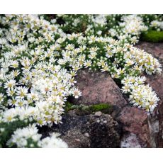 Aster ericoides 'Snow Flurry' - astra vresovcovitá  'Snow Flurry'