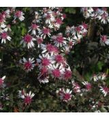 Aster lateriflorus var. horizontalis 'Prince' - astra prútnatá 'Prince'