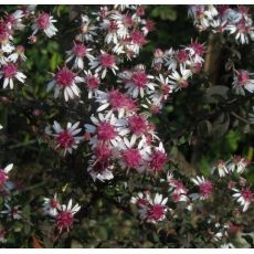 Aster lateriflorus var. horizontalis 'Prince' - astra prútnatá  'Prince'