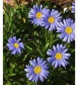Aster natalensis - astra (syn. Felicia rosulata)
