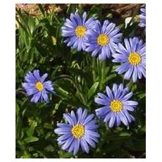 Aster natalensis - astra (syn. Felicia rosulata)