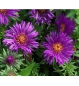 Aster novae-angliae 'Purple Dome' - astra novoanglická 'Purple Dome'