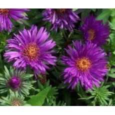 Aster novae-angliae 'Purple Dome' - astra novoanglická 'Purple Dome'