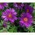 Aster novae-angliae 'Purple Dome' - astra novoanglická 'Purple Dome'