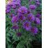 Aster novae-angliae 'Purple Dome' - astra novoanglická 'Purple Dome'