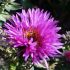 Aster novae-angliae 'Vibrant Dome' - astra novoanglická 'Vibrant Dome'