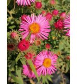 Aster novae-angliae 'Vibrant Dome' - astra novoanglická 'Vibrant Dome'