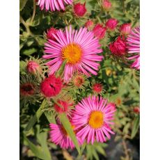 Aster novae-angliae 'Vibrant Dome' - astra novoanglická 'Vibrant Dome'