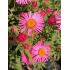 Aster novae-angliae 'Vibrant Dome' - astra novoanglická 'Vibrant Dome'