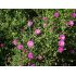 Aster novi-belgii 'Karminkuppel' - astra novobelgická  'Karminkuppel'