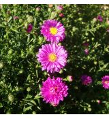 Aster novi-belgii 'Karminkuppel' - astra novobelgická  'Karminkuppel'