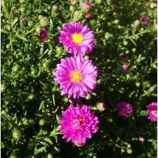 Aster novi-belgii 'Karminkuppel' - astra novobelgická  'Karminkuppel'